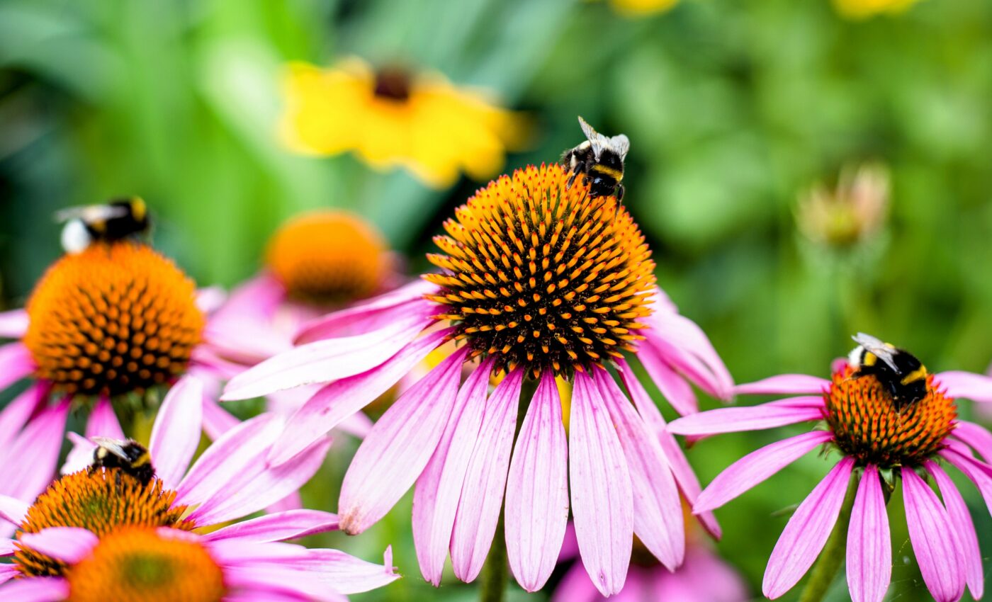 Rising temperatures are harming bumblebee diet