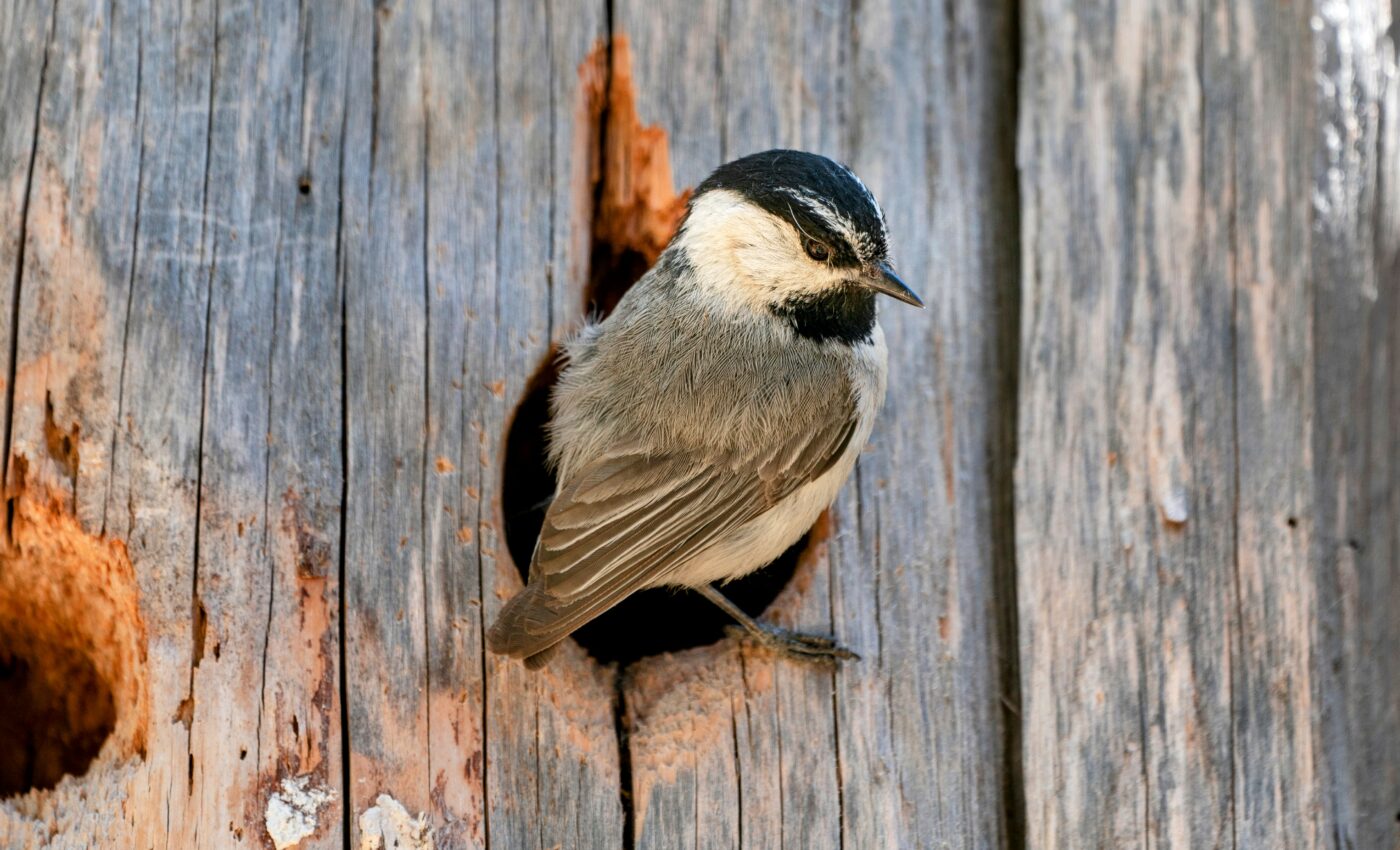 Chickadees are genetically inclined to have a remarkable memory