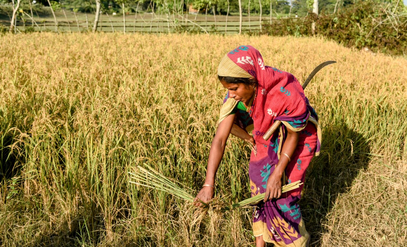 Over half of Indian crop varieties are close to extinction