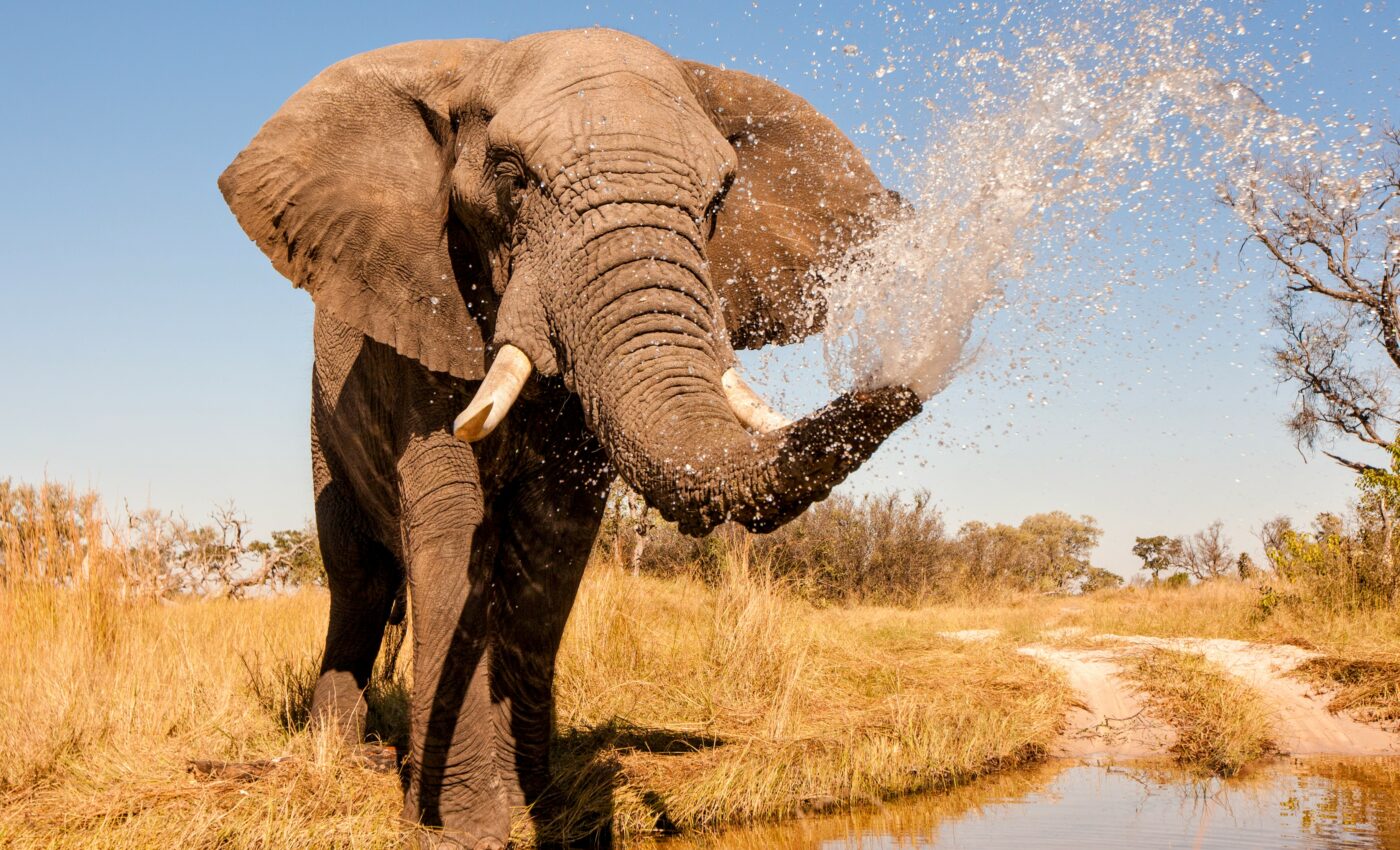 Elephants thrived on early African grasslands