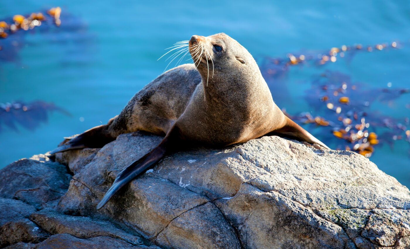 Animals good at vocal learning can fake their size