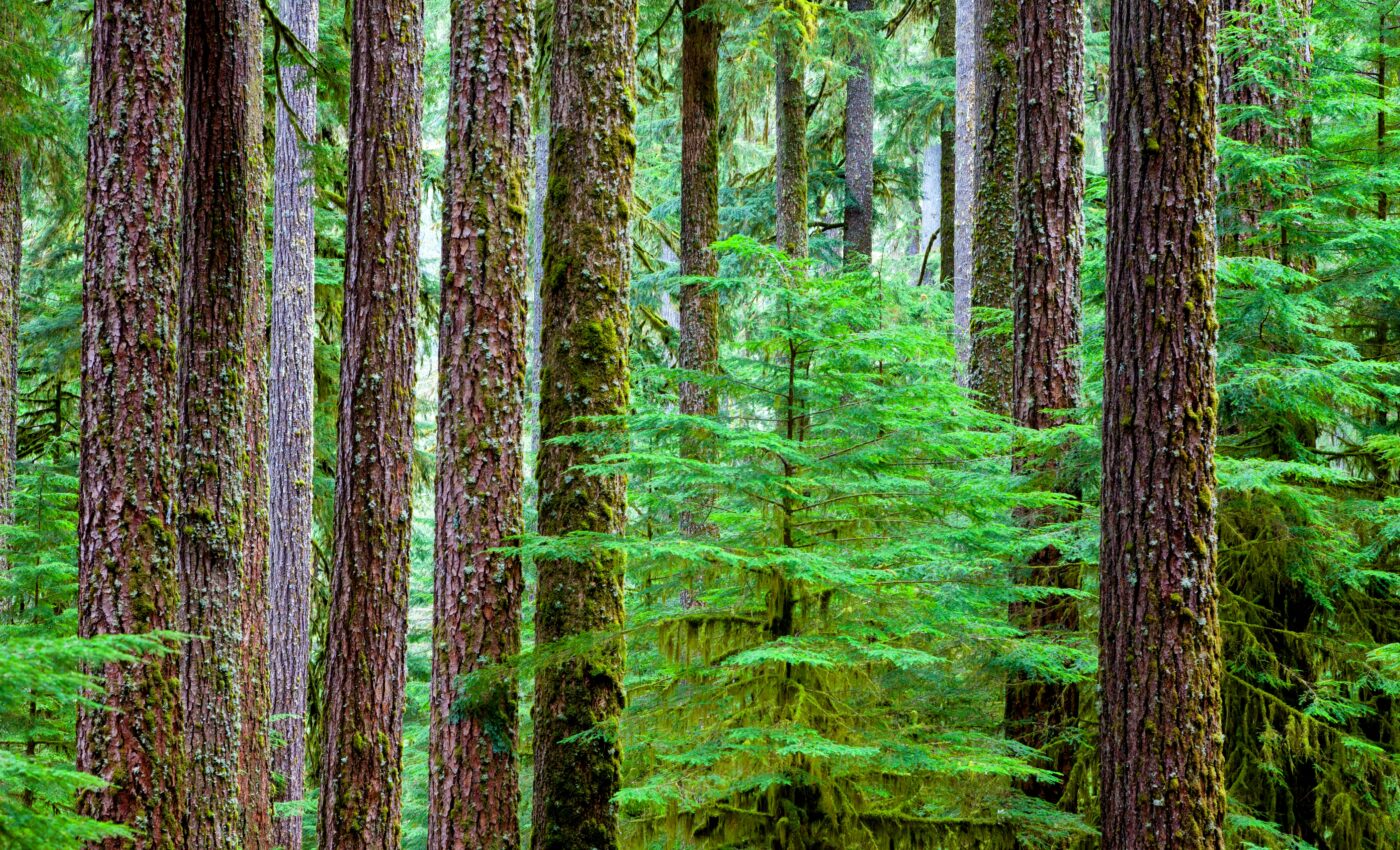 Wildfires help trees move to a better climate
