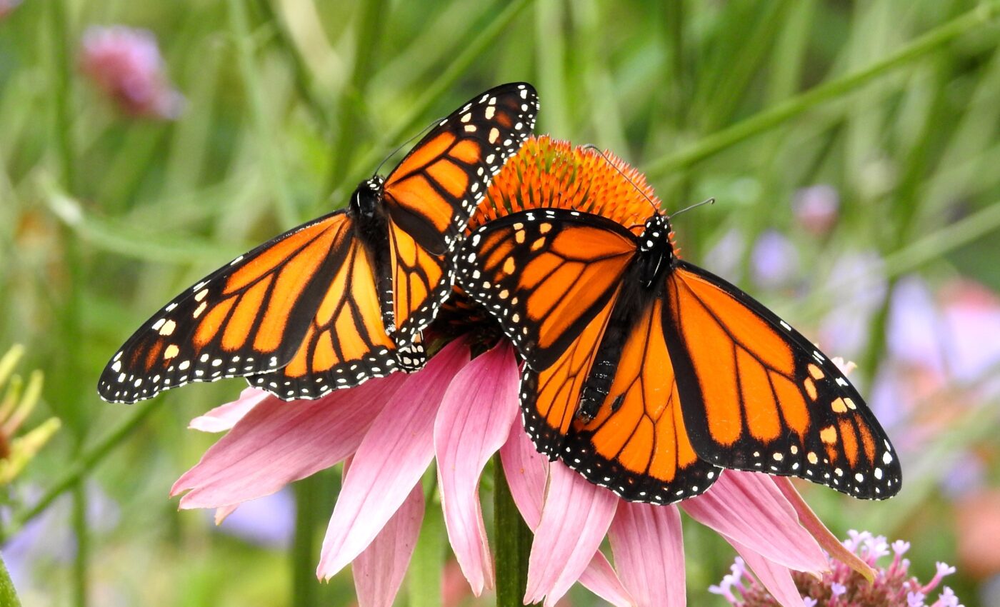 How predators have outsmarted monarch butterflies