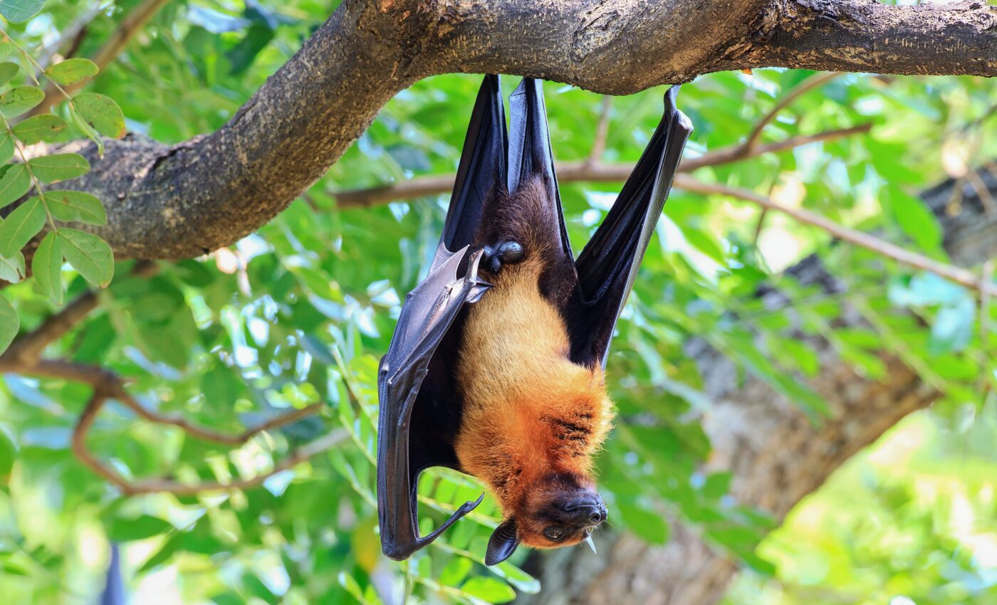 Cambodian bats have coronaviruses related to SARS-COV-2