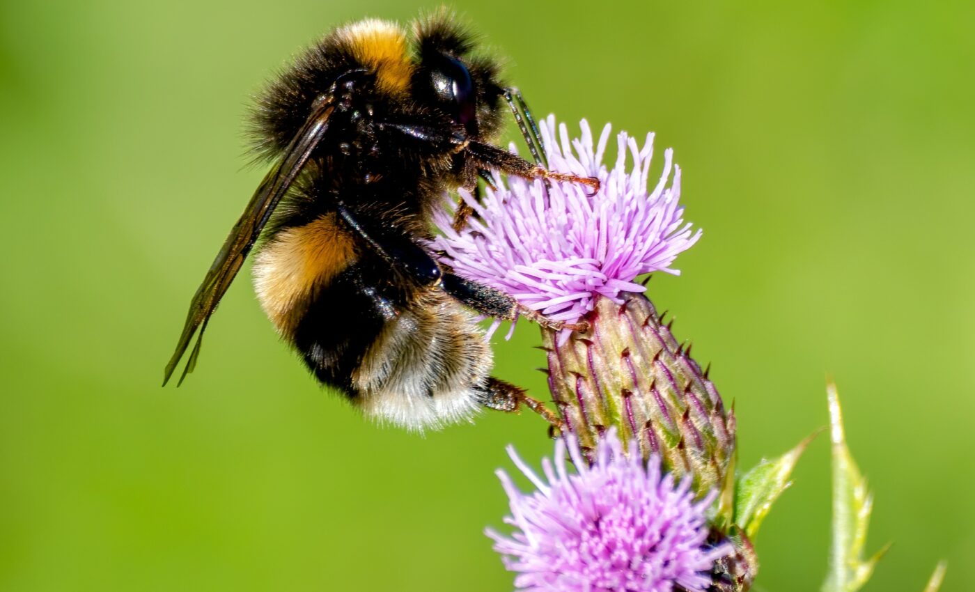 Gut bacteria enhances memory in bees