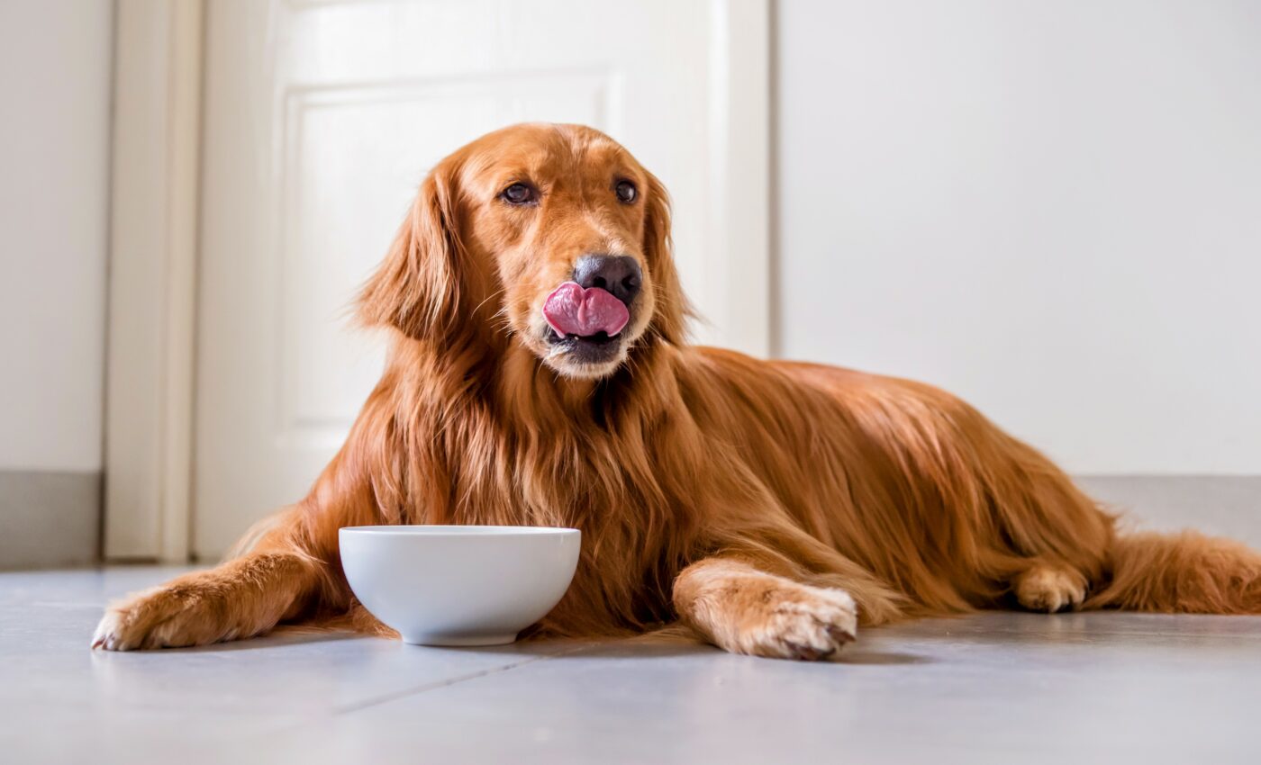 Feeding your dog once a day may improve its health