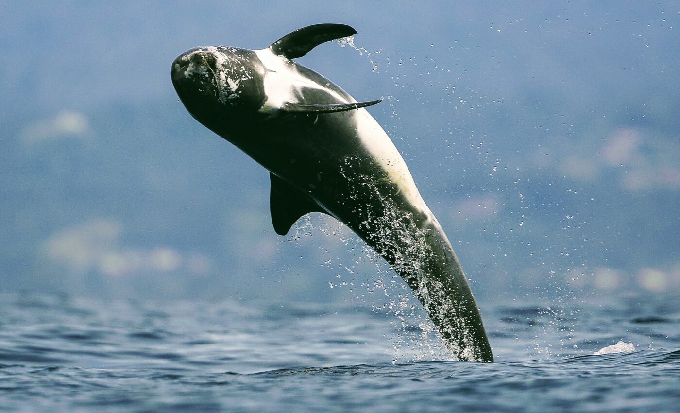 Dolphins perform a spinning dive to catch deep prey