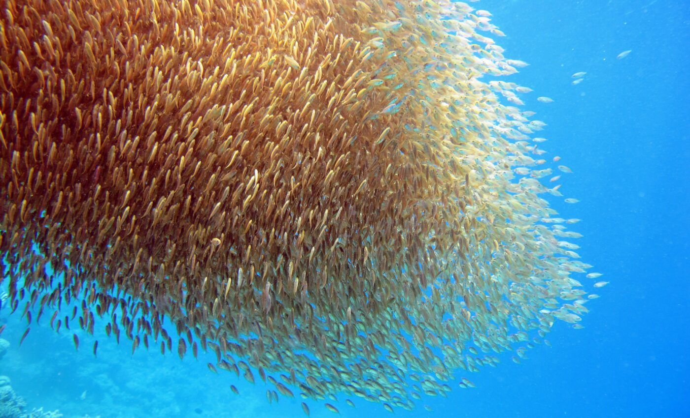 Patches of plenty explain the ocean food paradox