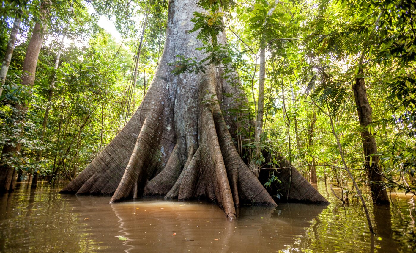 Amazon trees are contributing to methane emissions