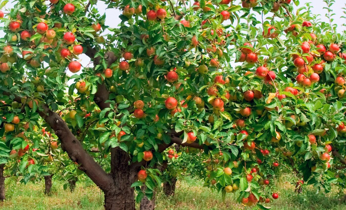 Biodegradable shoe grows into an apple tree