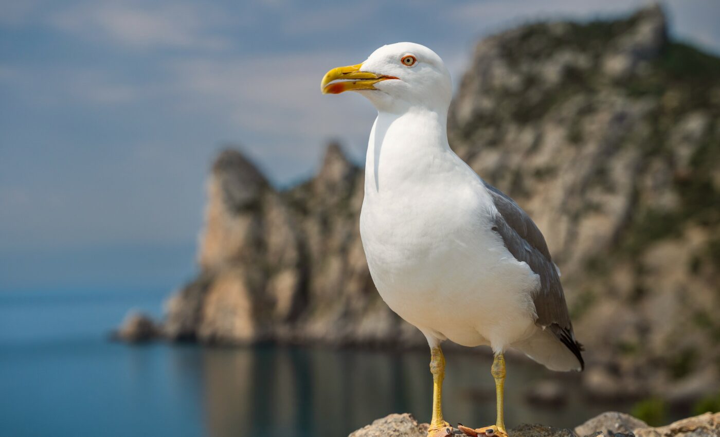 Lighter feathers help migratory birds to keep cool