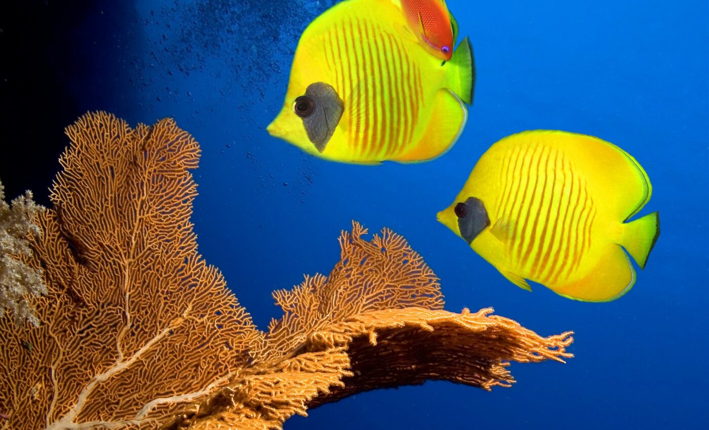 Fish songs are proof of coral restoration success