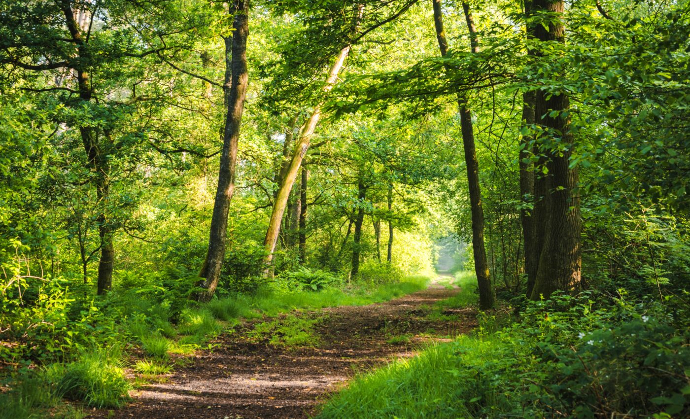 Plants can slow global warming, but they cannot stop it