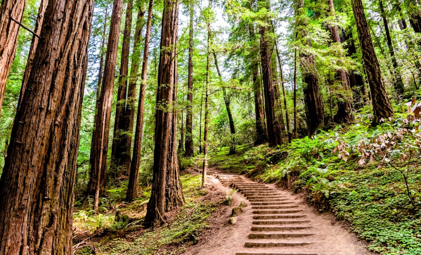 U.S. government pledges to be carbon neutral by mid-century