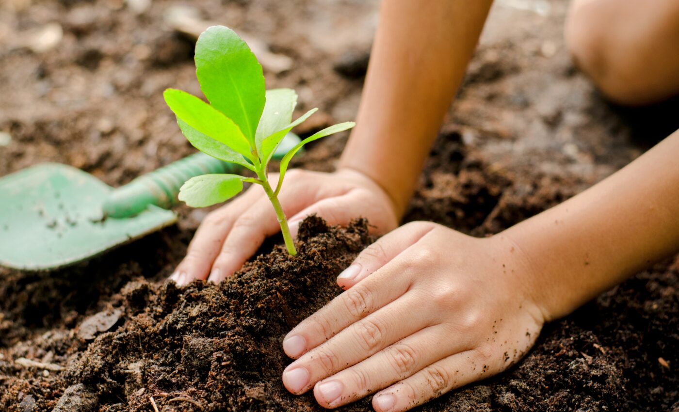 Plant-based COVID vaccine is safe and effective