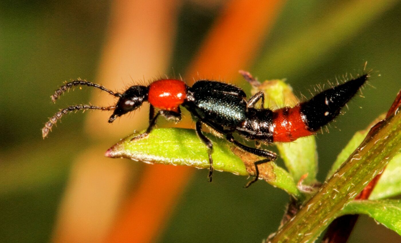 Beetle glands help explain how complex organs evolved