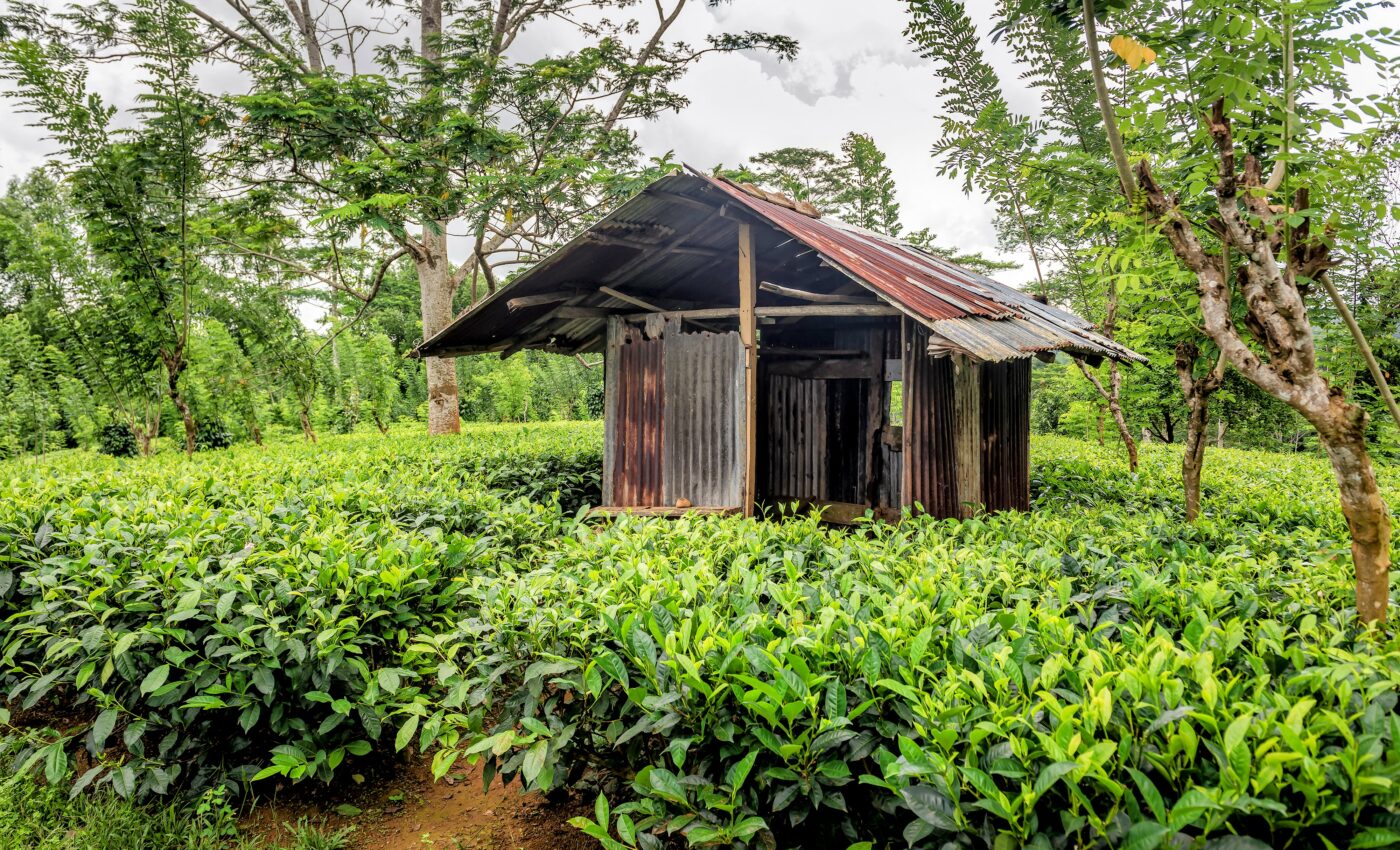 Tropical forests regrow naturally on abandoned farmlands
