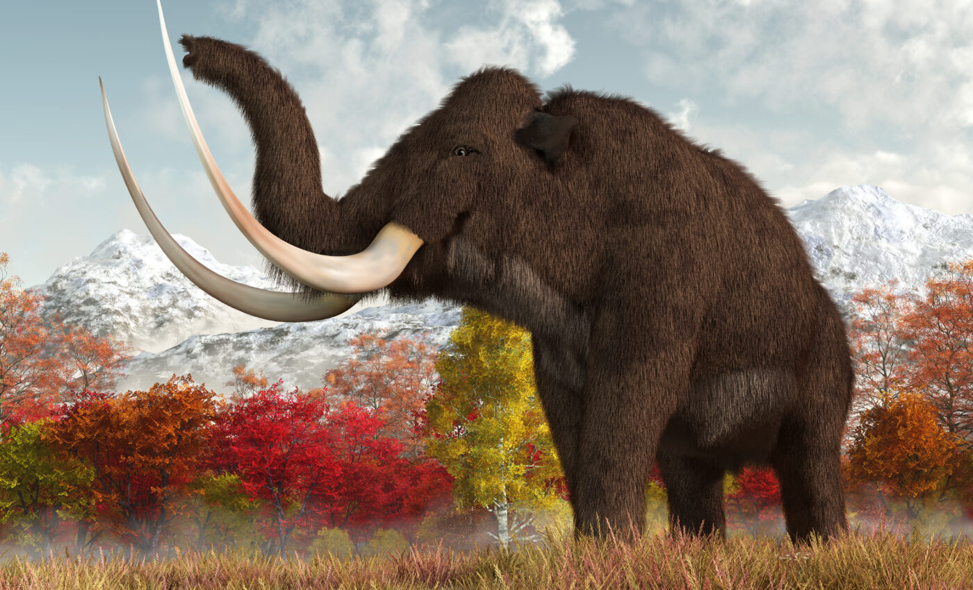Ancient mammoths survived longer than initially thought