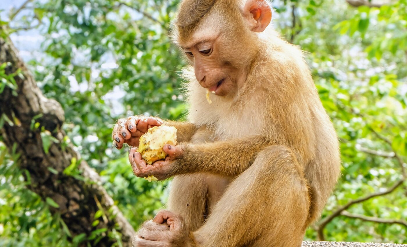 Animals benefit from the sloppy eating behavior of monkeys