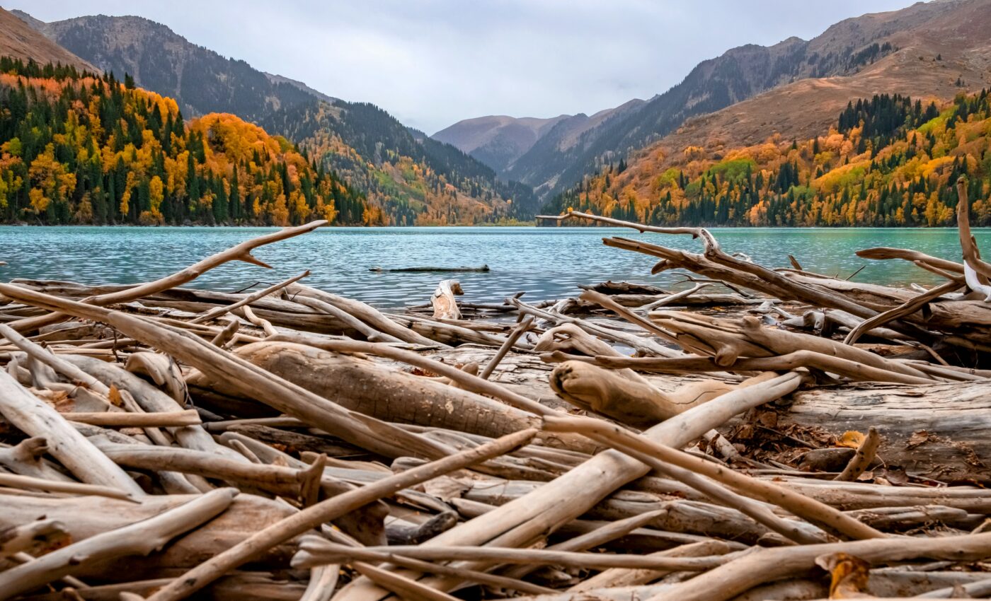 Disrupting the flow of driftwood affects marine ecosystems