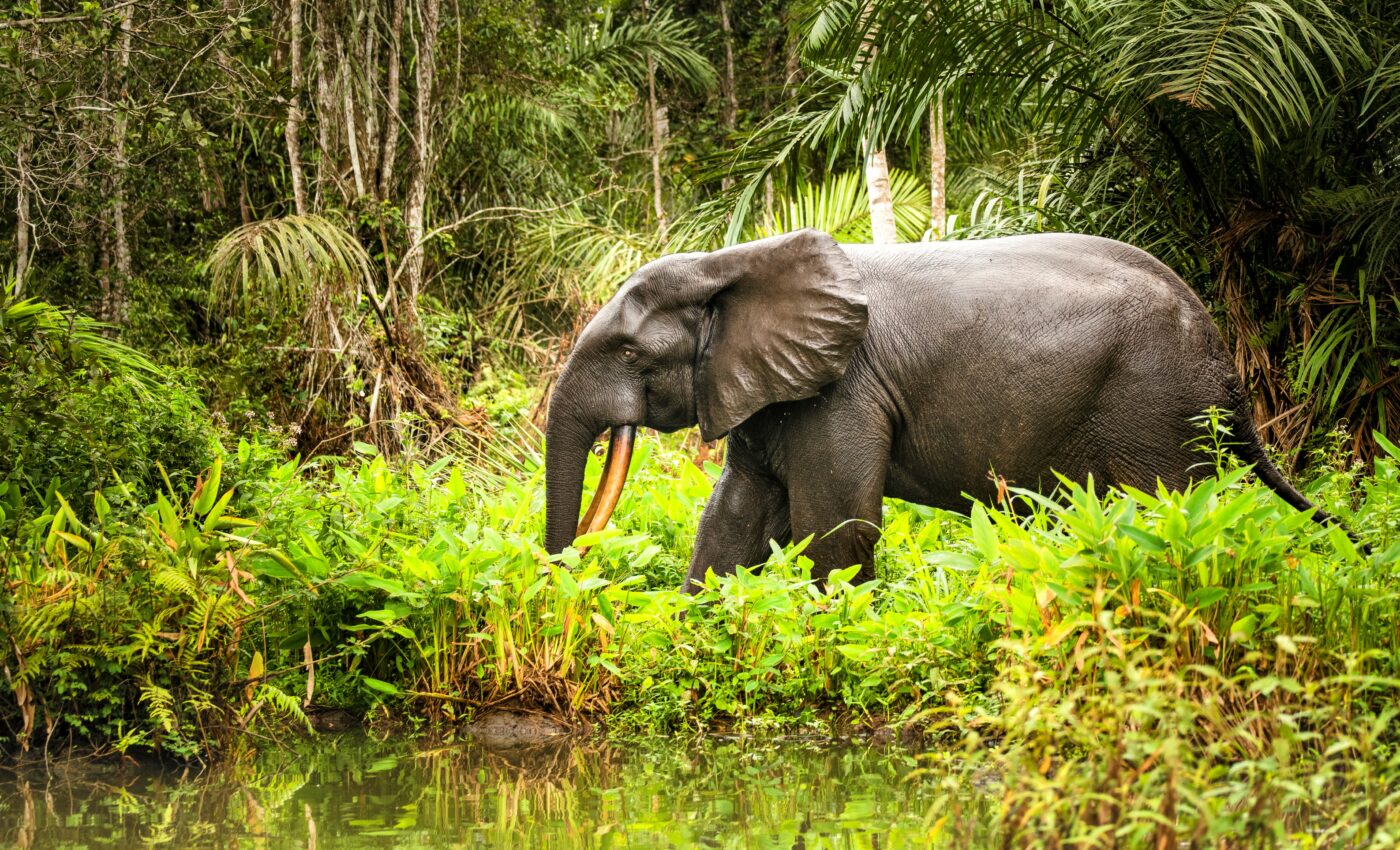 Indigenous knowledge has been greatly undervalued