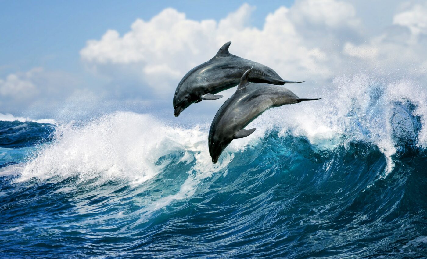 Dolphins have genetically mastered the art of adapting