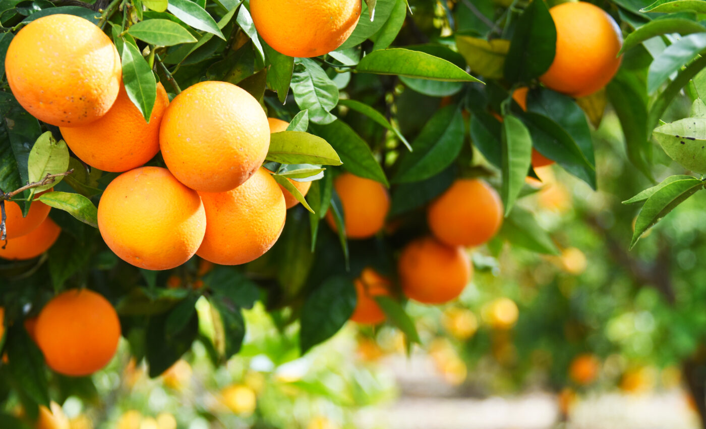 Citrus greening infects entire trees before it's detected