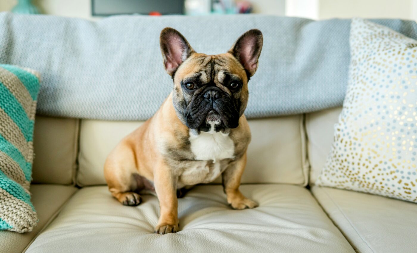 Breeding practices threaten the health of French bulldogs