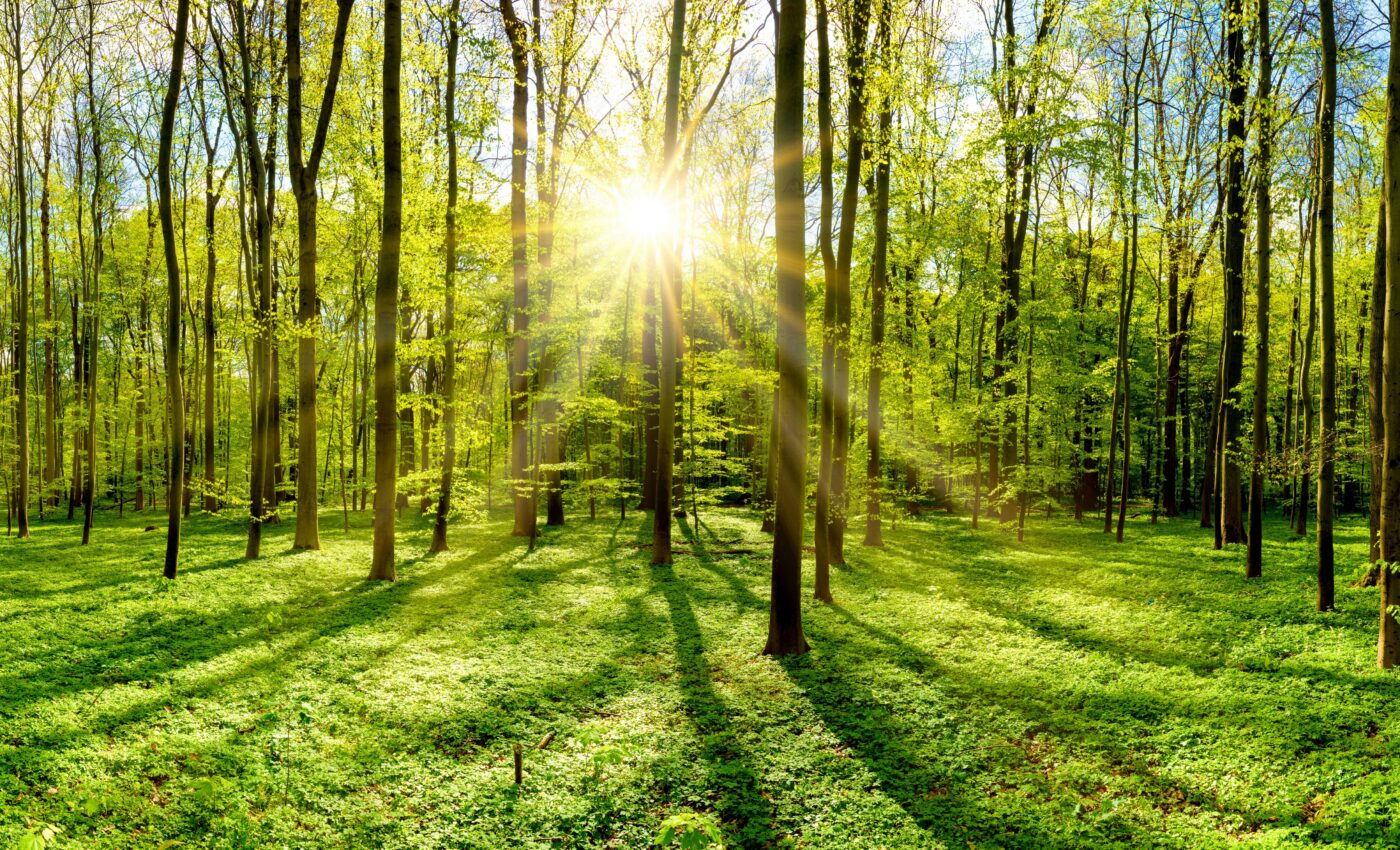 Diverse water-use strategies help forests cope with drought