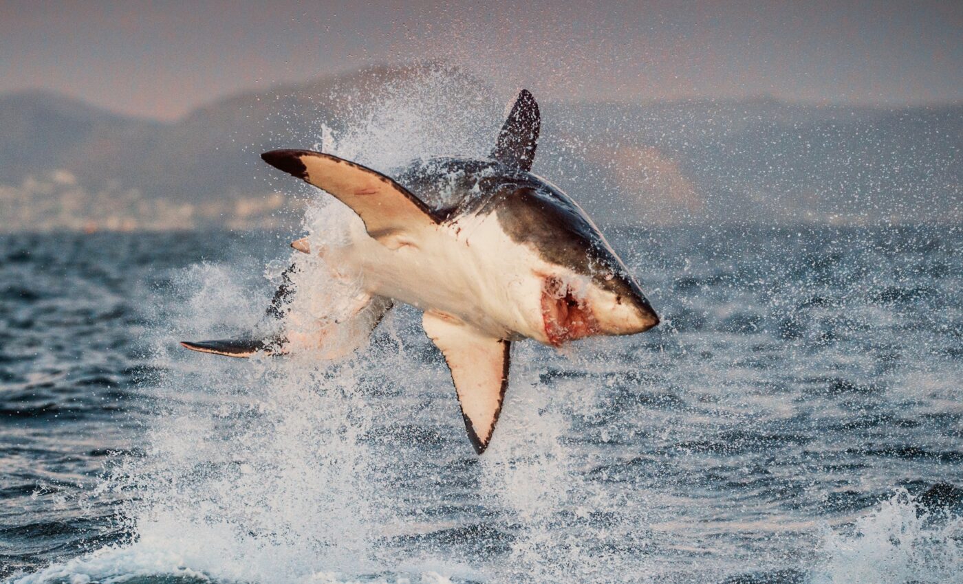 Shark proteins can neutralize different coronaviruses