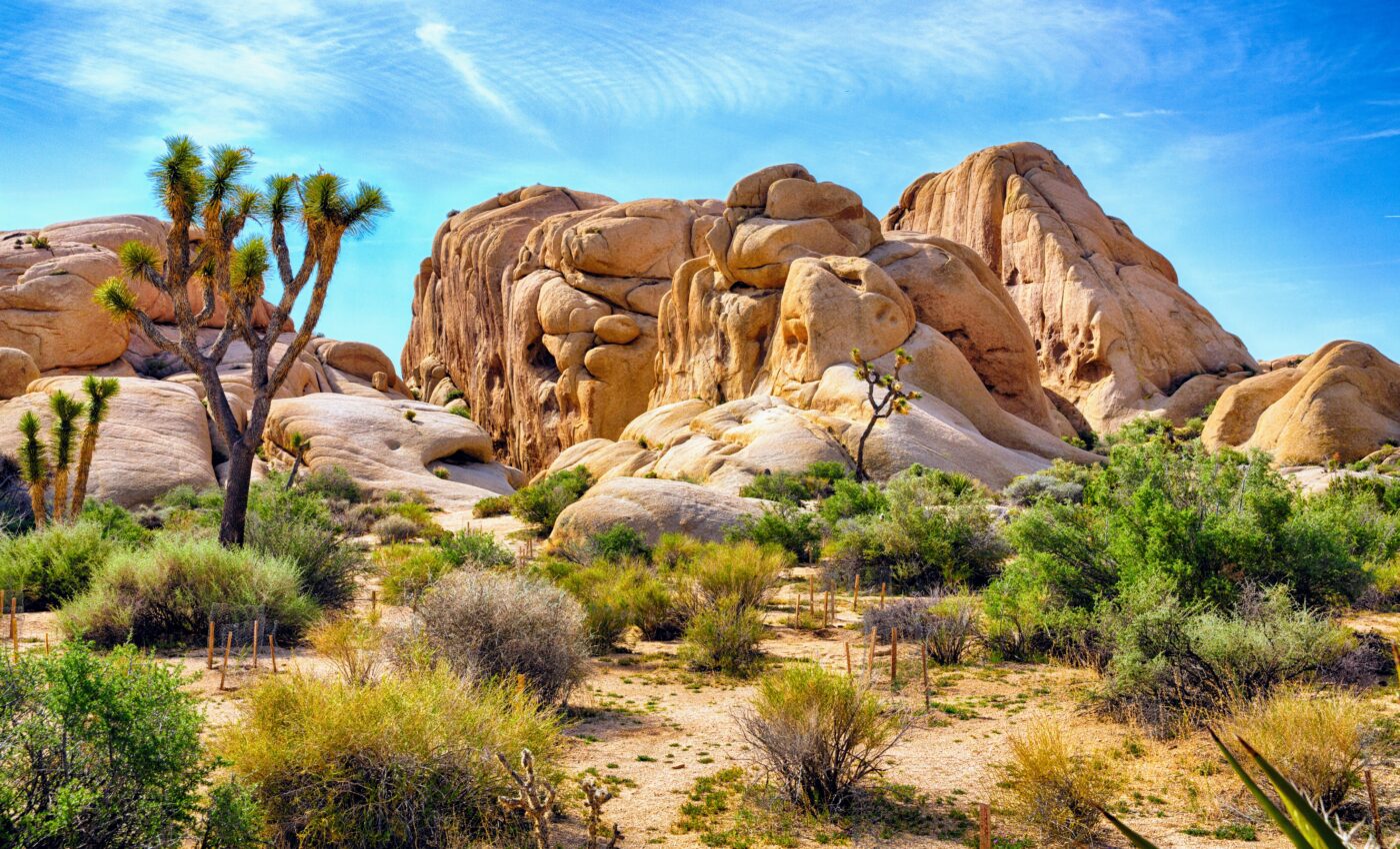 How desert shrubs have survived a megadrought