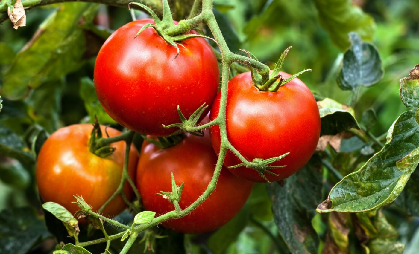 Bacteria sneak past tomato’s defense mechanisms
