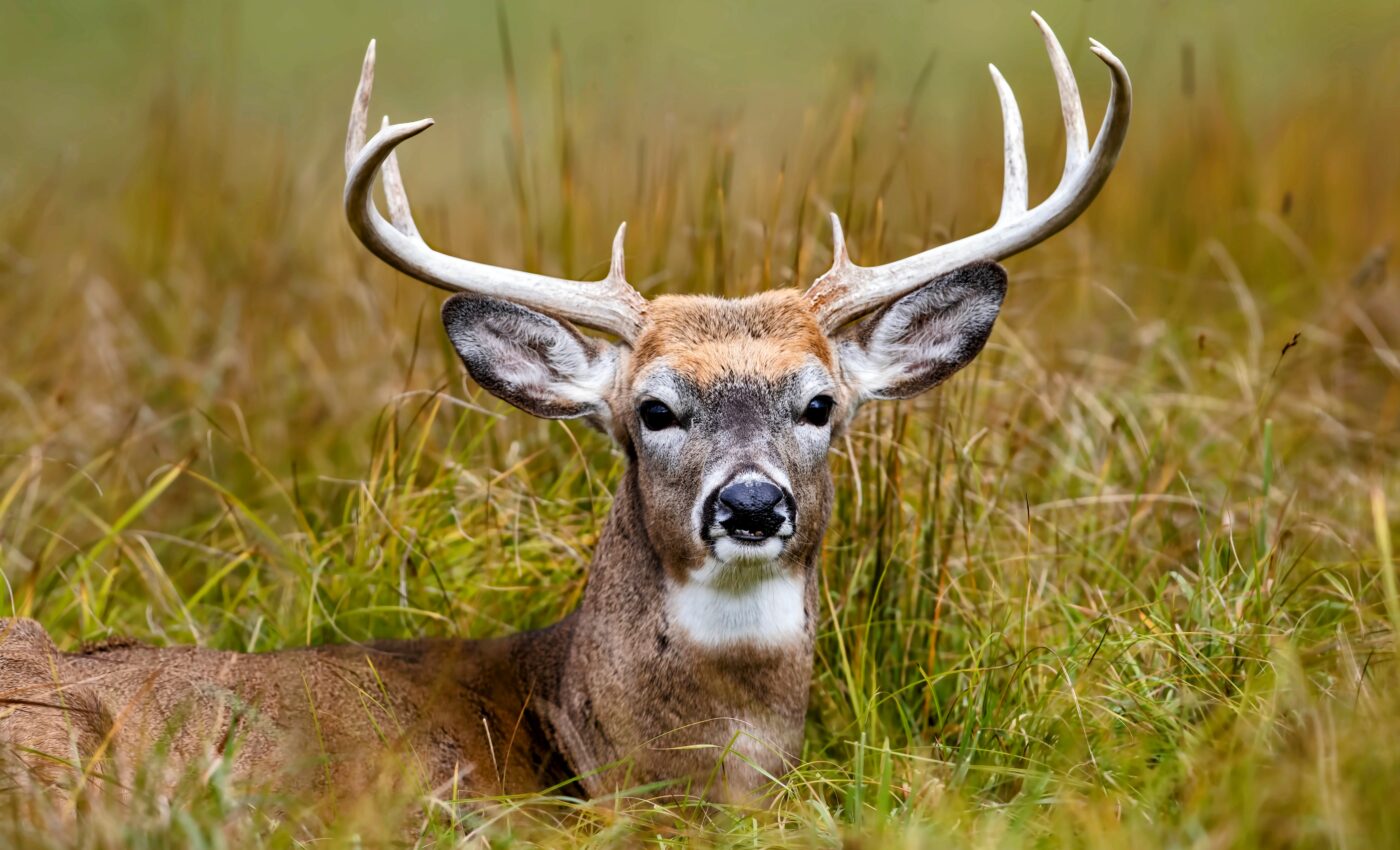 First known active COVID-19 infections in deer found in Ohio
