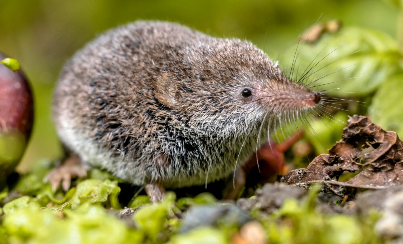 Breakthrough study describes 14 new species of shrews