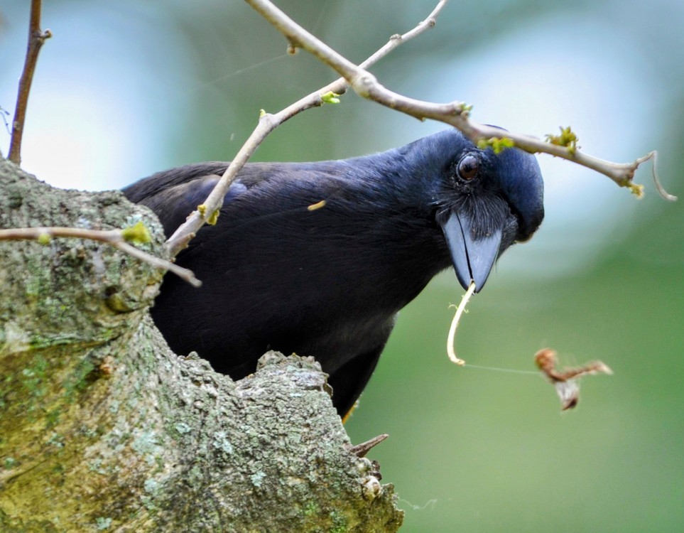 Crows look after their valuable tools more carefully