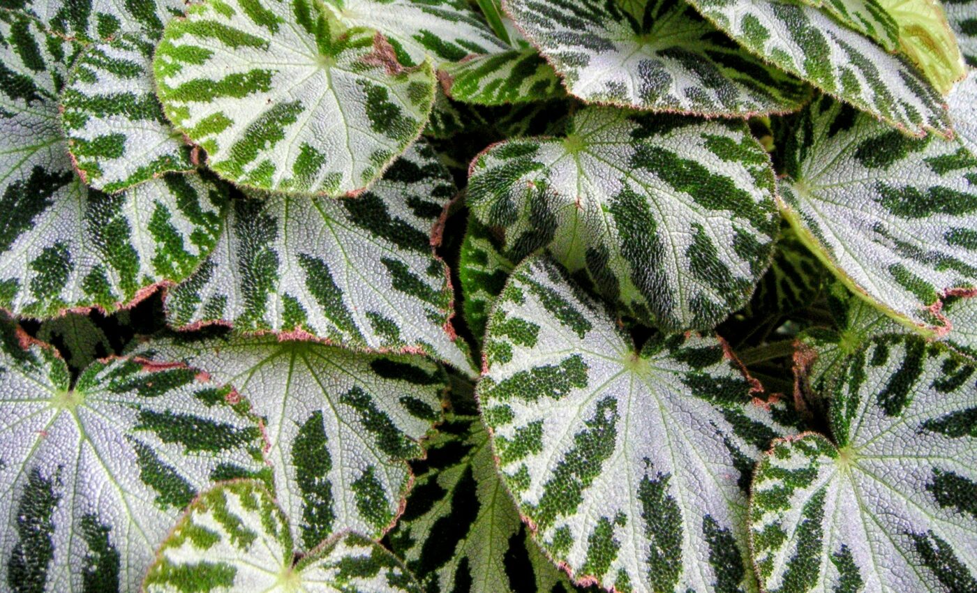 World's tallest Begonia species discovered in Tibet