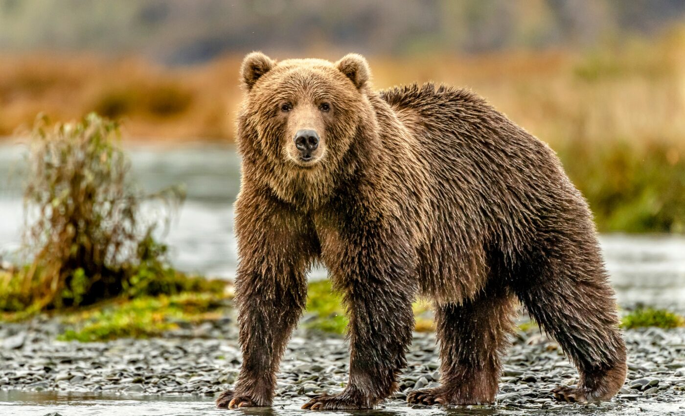 Alaska hits record temperatures due to climate change