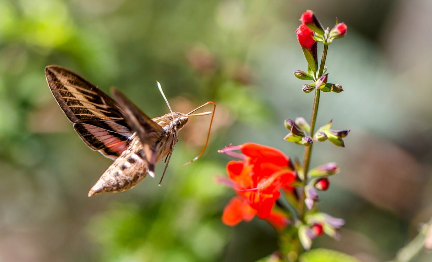 Hundreds of new species were discovered in 2021