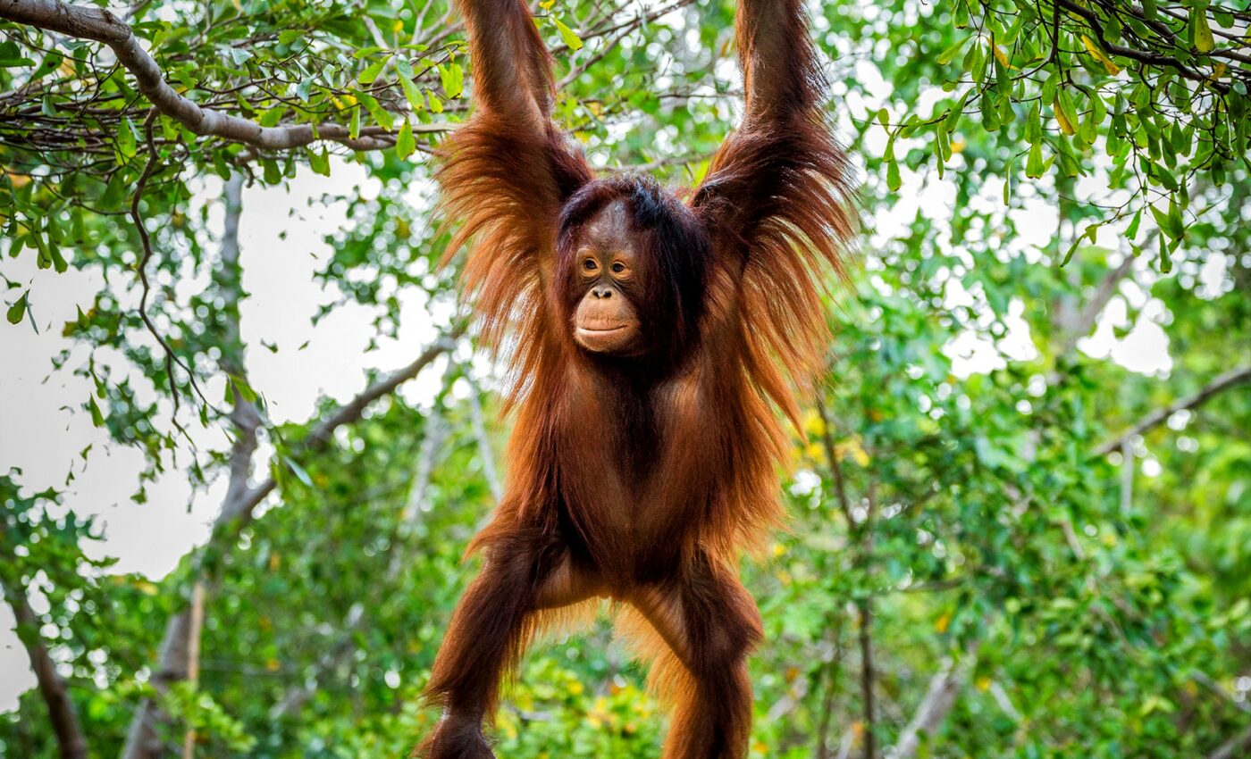 Young orangutans learn survival skills from their mom