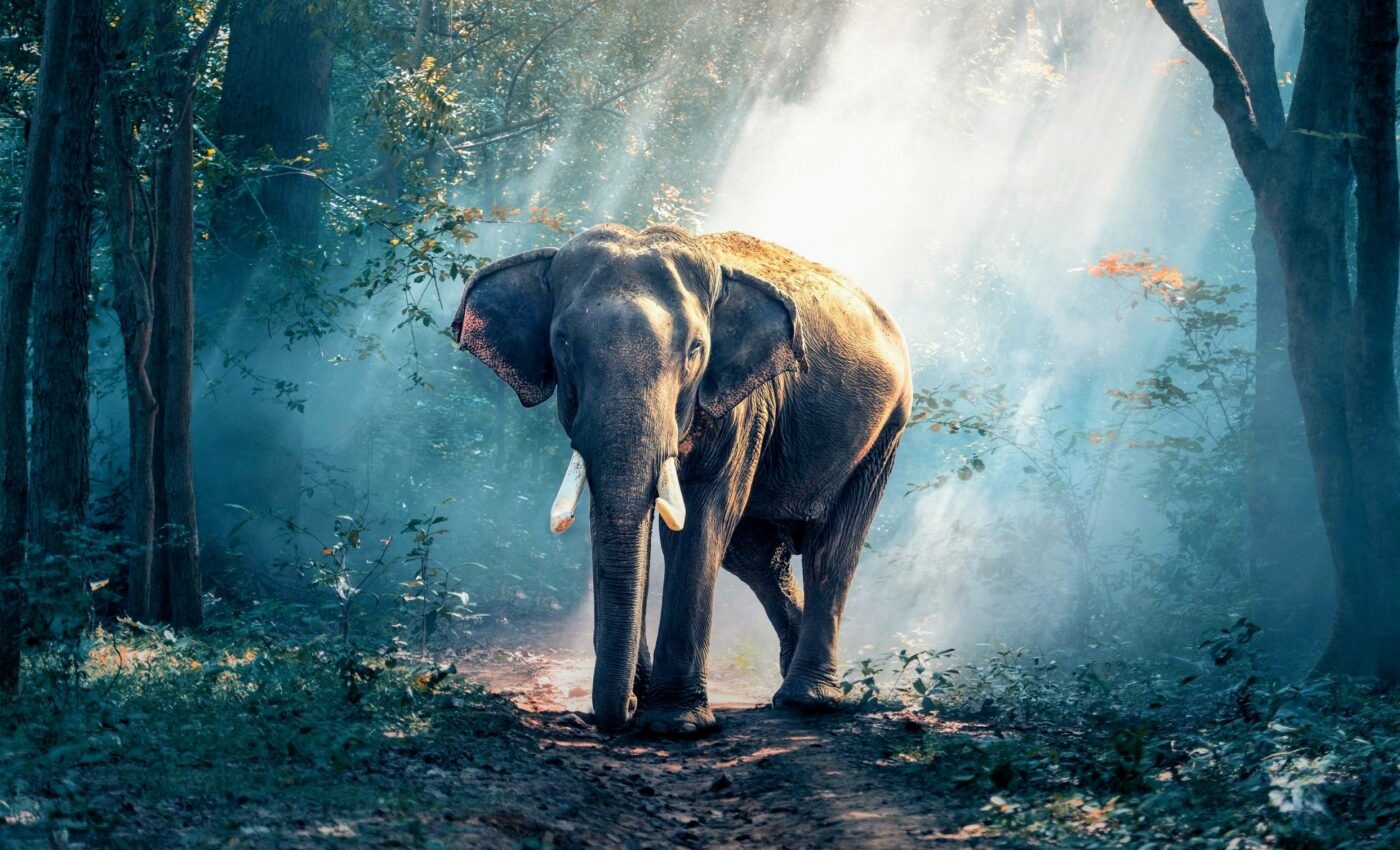 More than one million species could vanish over the next decade