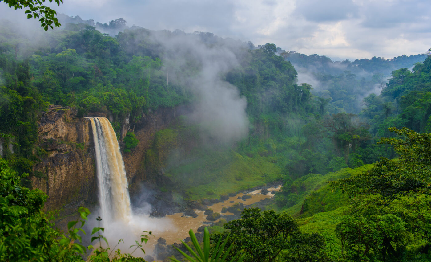 Rare tree in Cameroon named after Leonardo DiCaprio