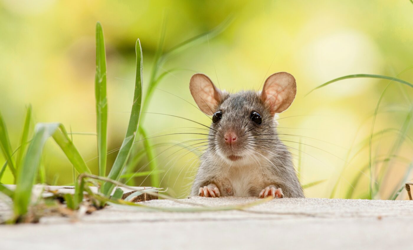 Did the Omicron variant jump to humans from mice?