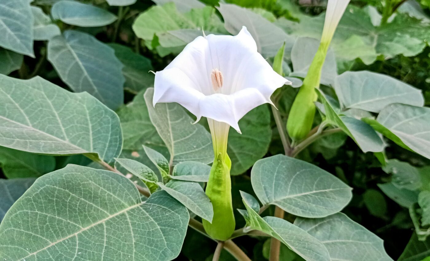 Complex factors determine where hawkmoths lay their eggs