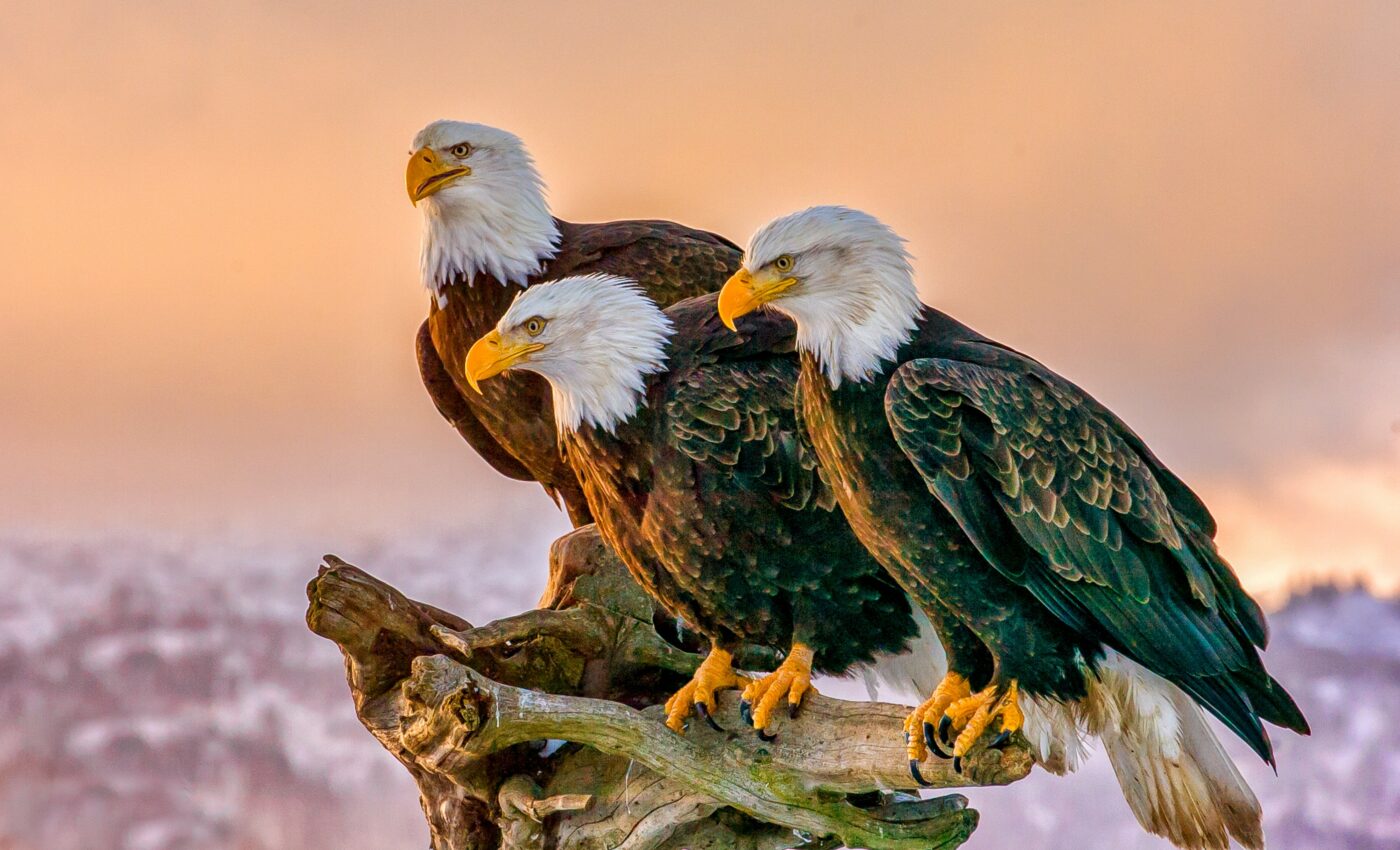 Bald eagles are threatened by poisoning from lead ammunition