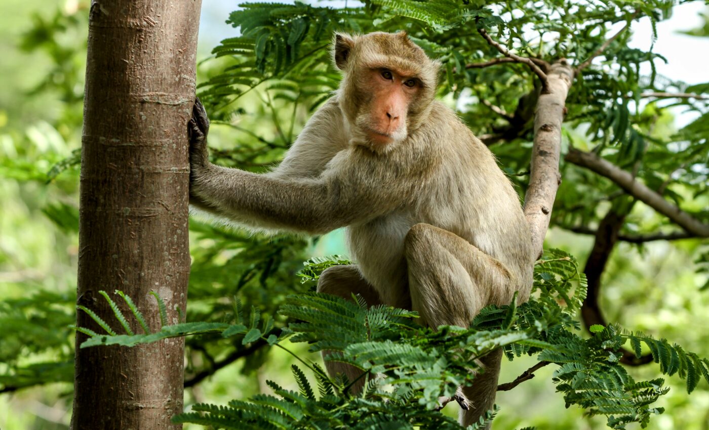 Some plants won't survive the loss of seed-dispersing animals