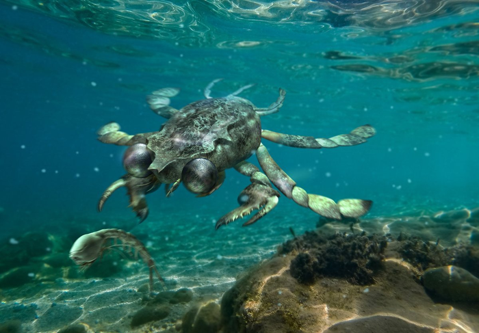 Secrets of a big-eyed crab fossil revealed