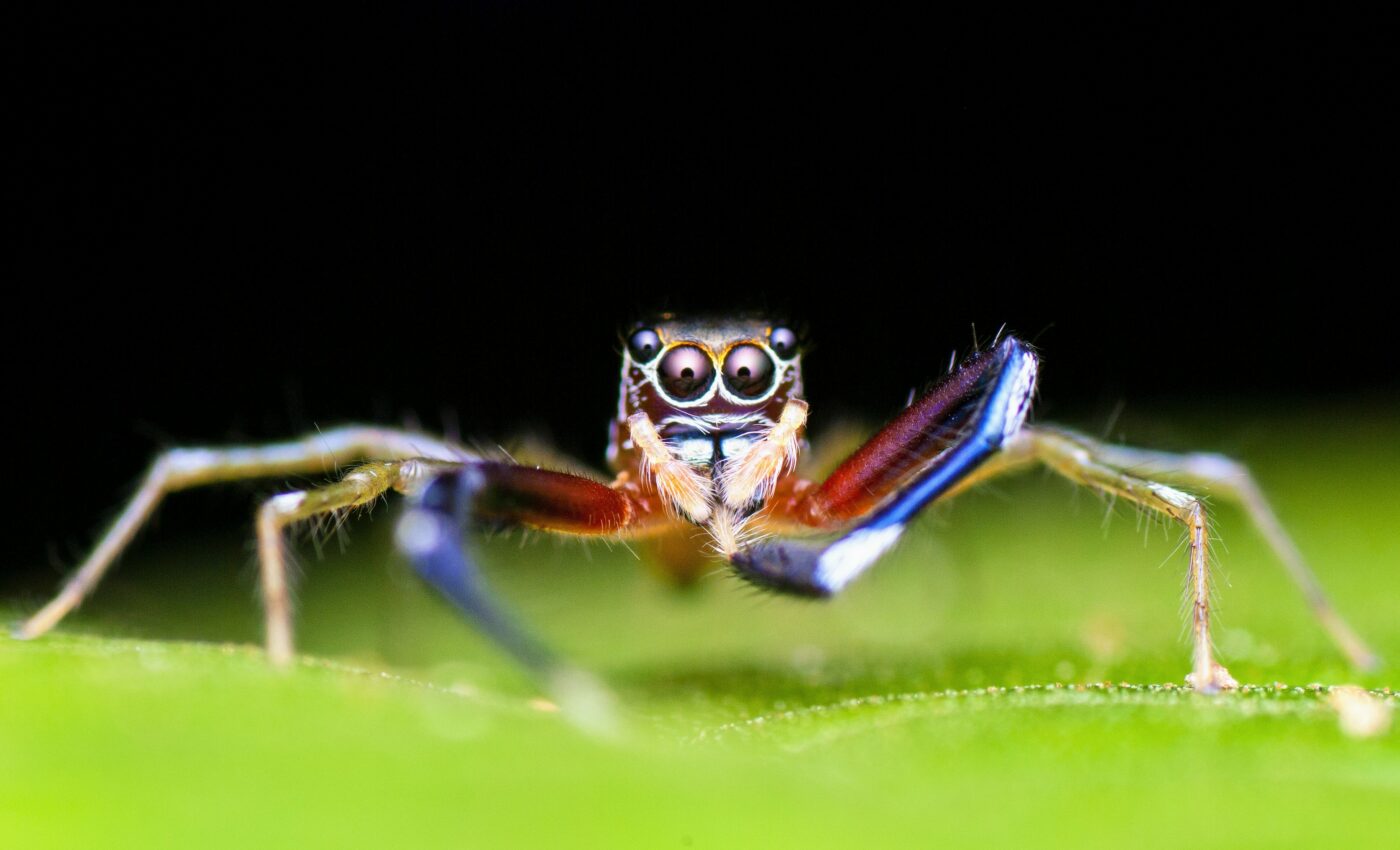 Scientists find a colorful jumping spider that is color blind