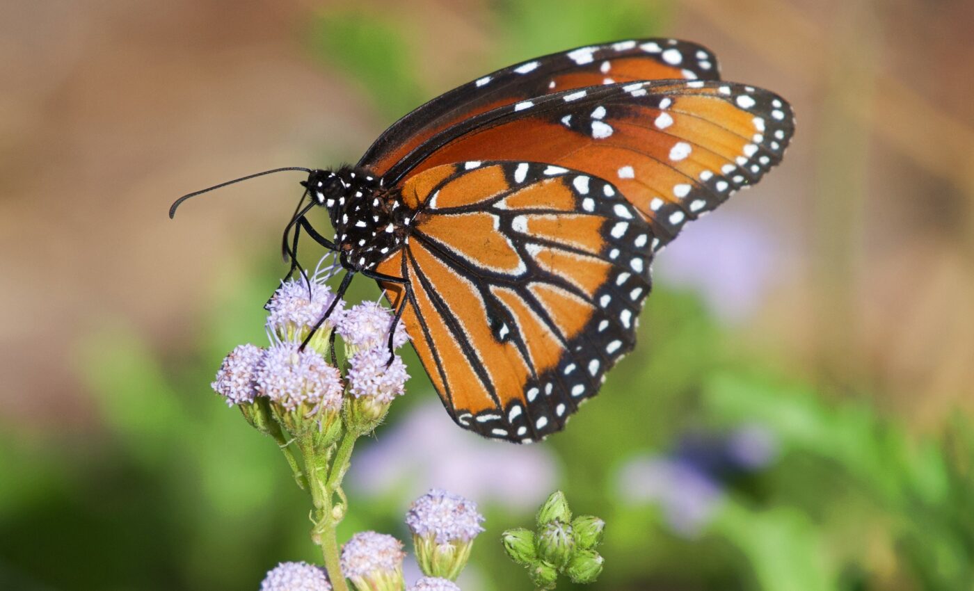 California mice can feed on poisonous monarch butterflies
