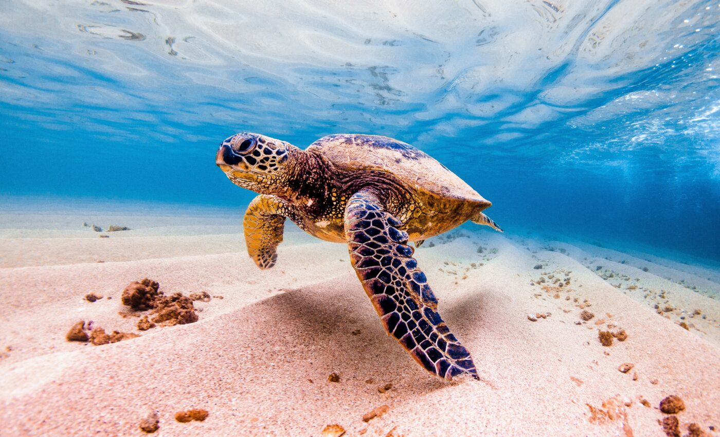 Dynamic ocean closures offer protection from accidental catch