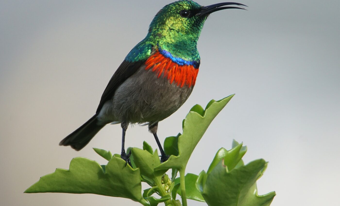 The song of the East African sunbird may be a million years old